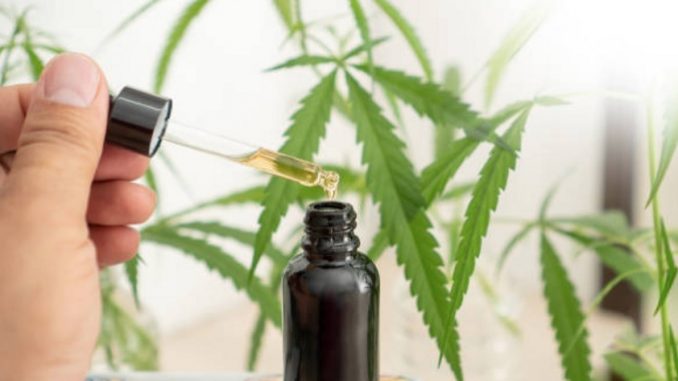 Justiça autoriza paciente a cultivar cannabis para fins terapêuticos |  Jornal R8