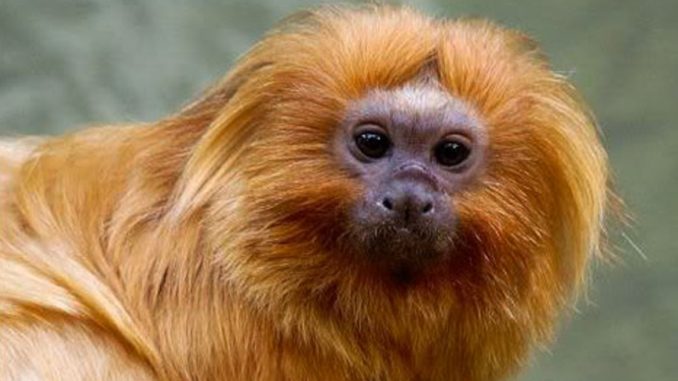 Polícia Federal faz operação para coibir venda ilegal de animais silvestres em São Paulo