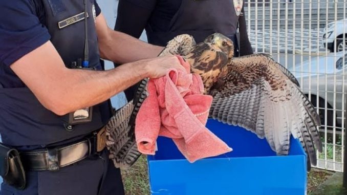 Guarda Municipal de Santos resgata duas aves de rapina feridas