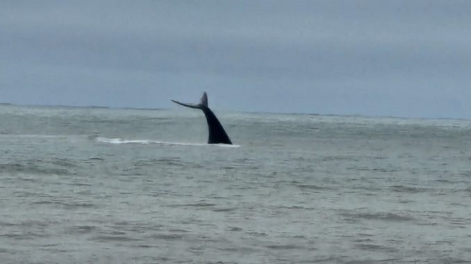 Baleia é flagrada nadando próxima da costa em Praia Grande