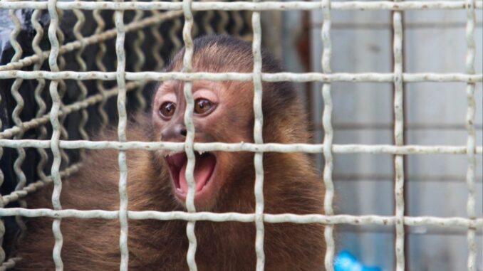 Macaco-prego é resgatado em residência pela Inspetoria Ambiental da GCM de São Vicente